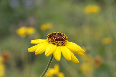 Rudbeckia Hiro 'ya yaklaş, genellikle tarlada siyah gözlü Susan çiçeği olarak bilinir. Rudbeckia hirta, Maryland 'in eyalet çiçeğidir. Yan görünüm