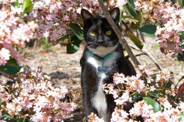 Siyah beyaz smokinli bir kedi pembe çiçeklerle tozlu çalıların arasında yürüyor. Yakasına isim etiketi takmış. Smokin kedisi, ya da Uk 'taki Felix kedisi, beyaz ve siyah paltolu iki renkli bir kedidir.