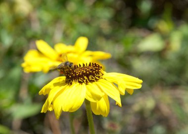 Siyah gözlü Susan çiçeğinden polen toplayan bir bal arısı. Batı ülkelerindeki arıcılar yıllardır bal arılarında yavaş bir düşüş rapor ediyorlar.