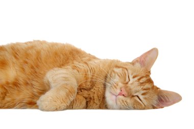 Beyaz bir masanın üzerinde beyaz bir kedi yatıyor. Uyuyor.