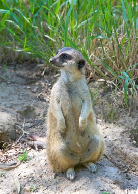 Meerkat ya da suricate (Suricata suricatta), arka ayakları üzerinde oturup avcıları aramak için izleyicilere bakar. Firavun faresi ailesine ait küçük bir etobur.