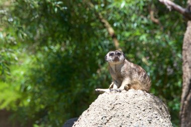 Bir Meerkat ya da suricata (Suricata suricatta), kayalık bir tepenin tepesinde oturup tehlikeyi gözlemektedir. Sağdaki izleyicilere bakıyorum..