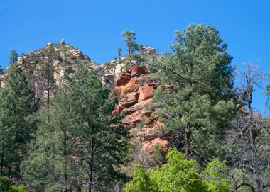 Yeşil çam ağaçları, Sedona Arizona 'nın tipik kırmızı kayaları ağaçların arkasından yükseliyor. Açık mavi gökyüzü.