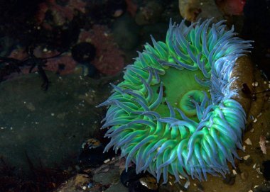Florescent green and purple sea anemone in shallow tide pool. Sea anemones are a group of water-dwelling, predatory animals of the order Actiniaria.  clipart