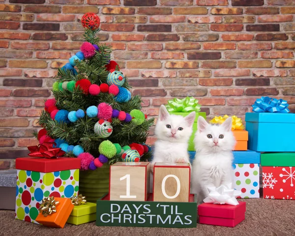 Twee Pluizige Witte Kittens Zitten Bruin Tapijt Naast Kleine Kerstboom — Stockfoto