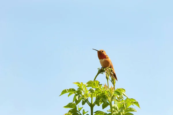 알랜의 마리가 해조류 하늘을 배경으로 벽지에 있습니다 — 스톡 사진