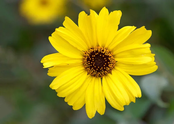 Zblízka Rudbeckia Hirta Běžně Nazývaná Černooká Susan Květinka Poli Rudbeckia — Stock fotografie