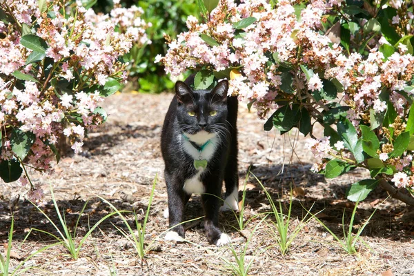 One black and white tuxedo cat walking through dusty bushes with pink flowers. Wearing a collar with name tag. A tuxedo cat, or Felix cat in the UK, is a bicolor cat with a white and black coat