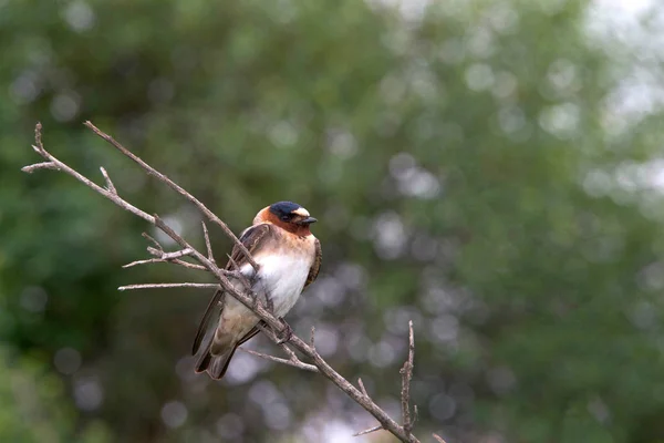 One American Cliff Swallow perched on a bare branch. These are the famous swallows whose return to the Mission San Juan Capistrano in California on (or around) March 19 is celebrated with a festival.