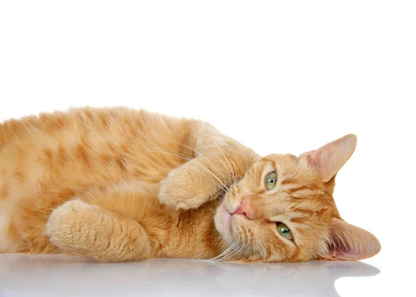 표면에 주황색 고양이 — 스톡 사진