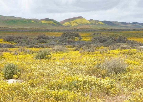 Sarı ve beyaz papatyaları ve sarı çiçekleri olan yeşil ve sarı arka planda tepeleri olan bir çayır. Kaliforniya 'nın süper çiçekleri. Bulutlu açık mavi gökyüzü.