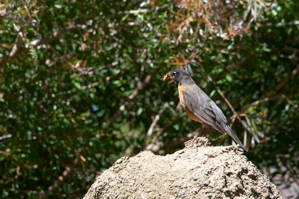 American Robin perched on a rock with multiple crickets in it's beak. The American robin (Turdus migratorius) is a migratory songbird of the thrush family.