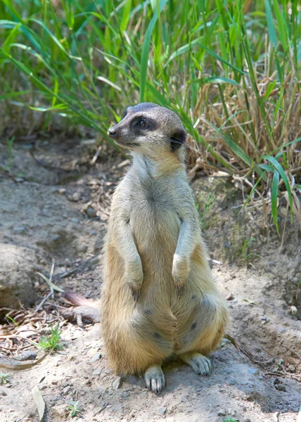 Erdmännchen Suricata Suricatta Sitzen Auf Den Hinterbeinen Und Schauen Den — Stockfoto