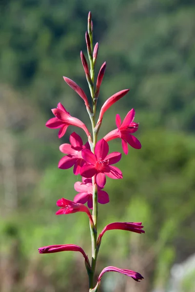 Tritonia Disticha Rubrolescens Flores Crescendo Fora Plantas Verdes Fora Foco — Fotografia de Stock