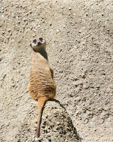 Meerkat Lub Suricate Suricata Suricatta Siedzący Skalnym Korpusie Zwróconym Tyłem — Zdjęcie stockowe