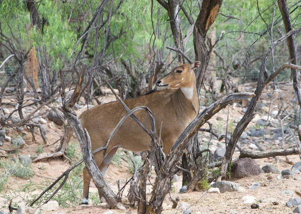 Nilgai Taureau Bleu Boselaphus Tragocamelus Est Grande Antilope Asiatique Est — Photo