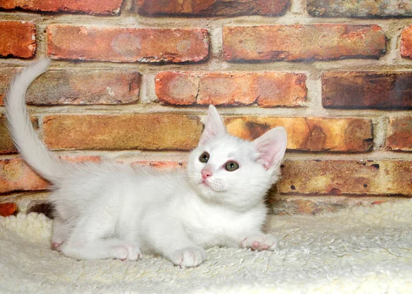 Pequeño Gatito Blanco Esponjoso Jugando Piel Oveja Mirando Hacia Arriba — Foto de Stock