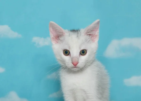 Retrato Gatinho Branco Com Mancha Preta Cima Cabeça Olhando Para — Fotografia de Stock