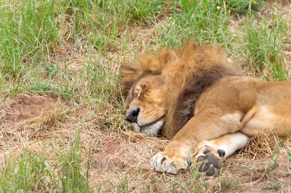Portret Jednego Samca Lwa Leżącego Bokiem Trawie Śpiącego Lew Panthera — Zdjęcie stockowe