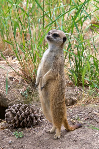 Jedna Meerkat Stála Zadních Nohách Hledala Dravce Vysoká Tráva Pozadí — Stock fotografie