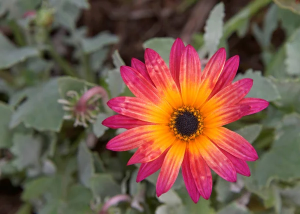 Single Bloom Gazania Rigens Rare Sun Flower Bonsai Plant Native — Stock Photo, Image