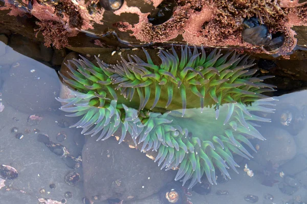 浅潮池中的浮冰绿色和紫色海葵 Sea Anemones 是一种生活在水中的捕食性动物 — 图库照片