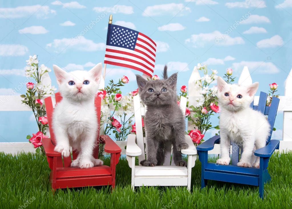 Three kittens sitting in wood chairs, red white and blue on green grass, white picket fence background with flowers, sky, flag waving in air. Patriotic baby felines