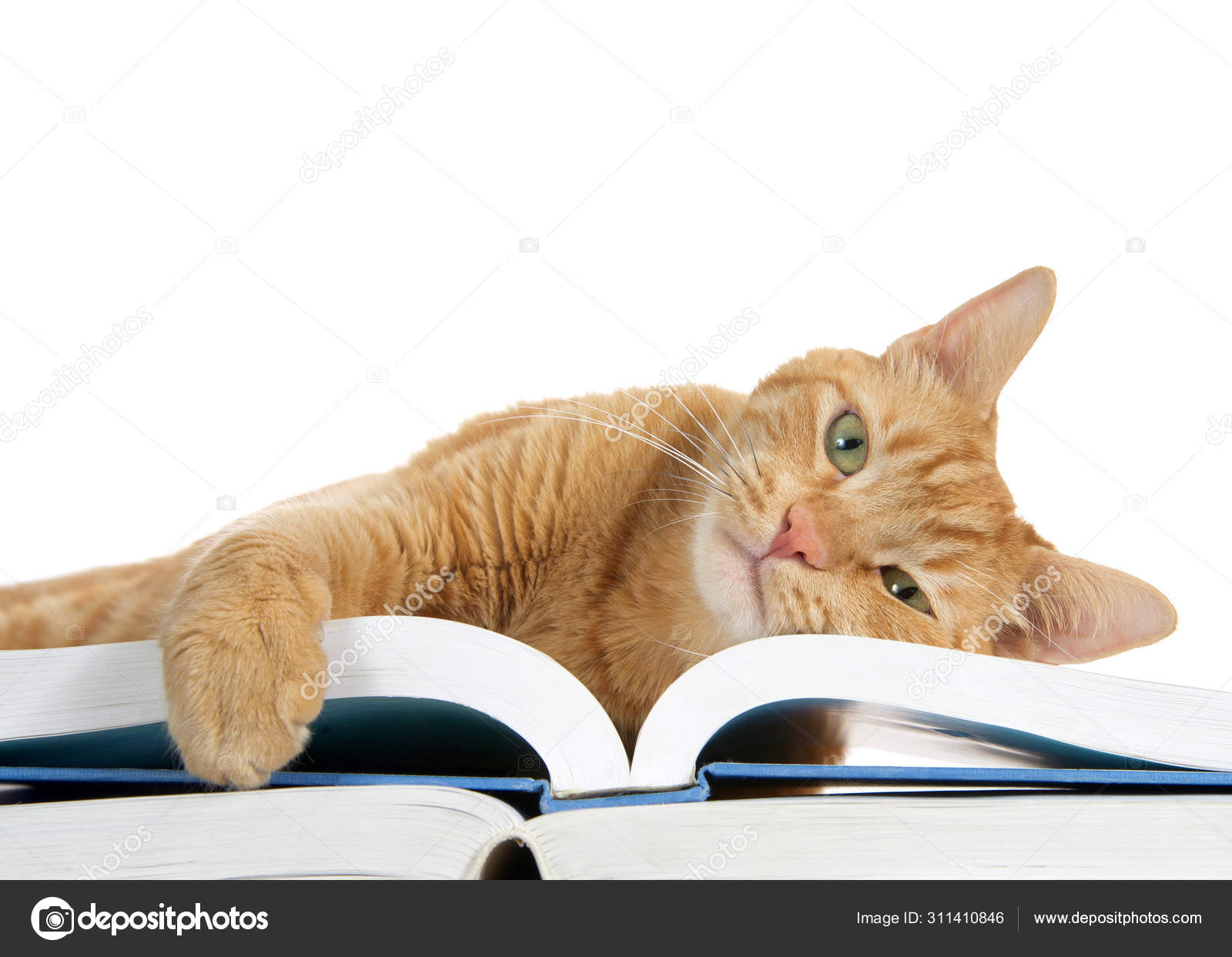 Close One Orange Ginger Tabby Cat Laying Large Book One