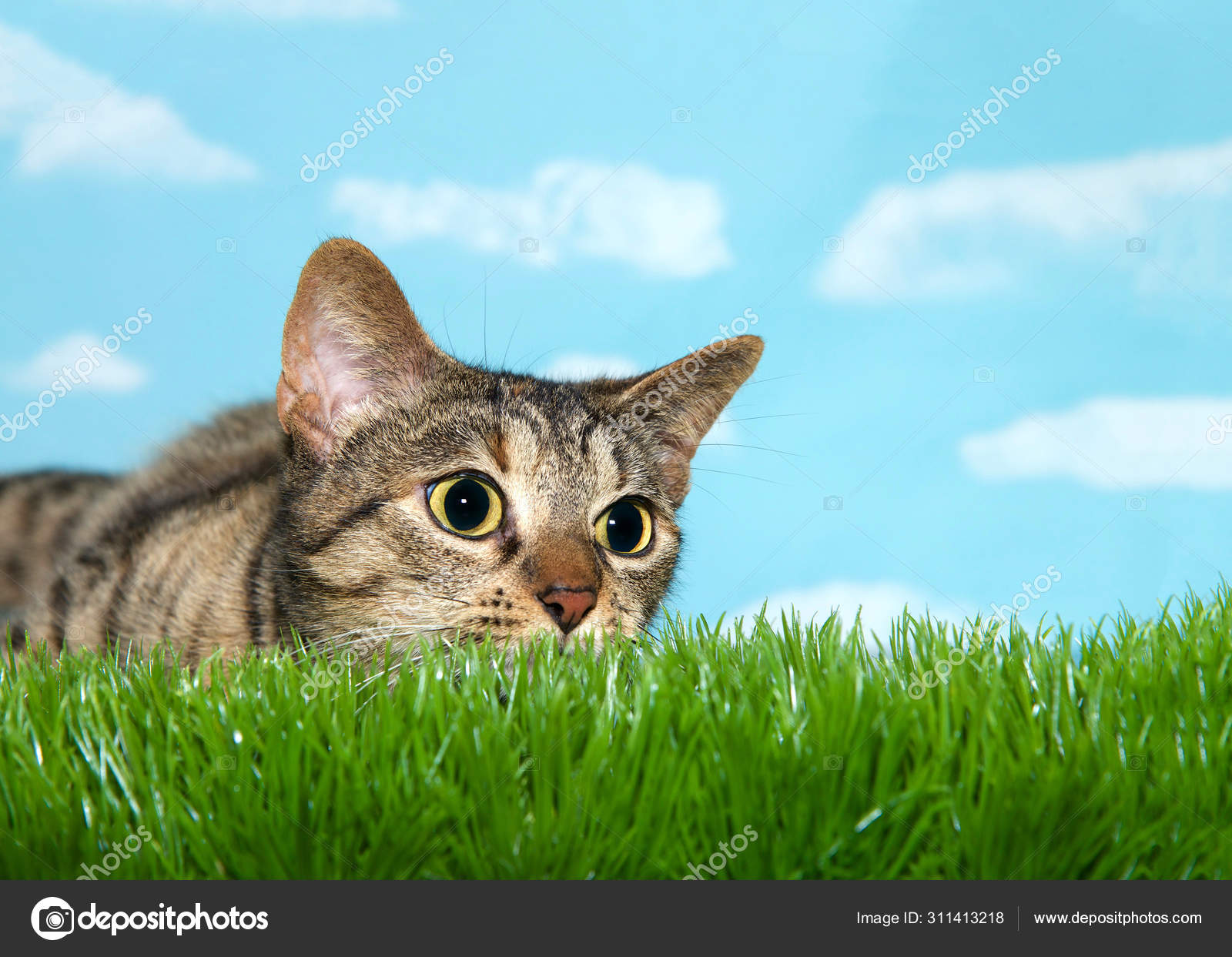 Jeune Chat Tabby Culminant Sur Herbe Aux Telespectateurs Droit Pupilles Image Libre De Droit Par Sheilaf02 C Jeune Chat Tabby Culminant Sur Herbe Aux Telespectateurs Droit Pupilles Image Libre De Droit Par Sheilaf02 C