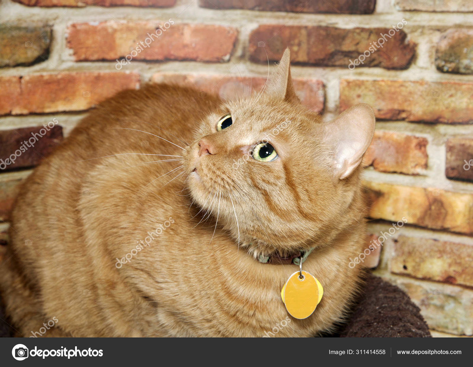 Ginger 2025 cat collar