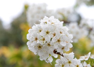 Ağaçtaki kiraz çiçeklerine yaklaş.