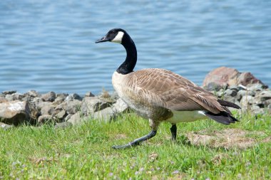 Canada Goose, Branta kanadensis maxima, kıyı şeridi boyunca yeşil çimlerde yürüyor. Kazlar, yiyecek ve birkaç doğal yırtıcı hayvan sağlayan kentsel bölgelerde üreme kolonileri kurabildiklerini kanıtladı..