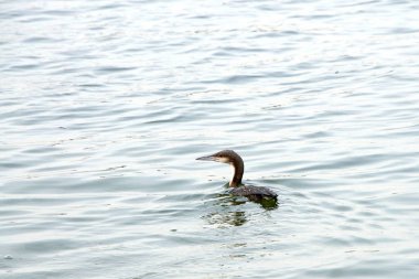 Seyircilerden yüzerek uzaklaşan çift tepeli karabatak sakin dalgalı körfez suyunda, solculara bakıyor.