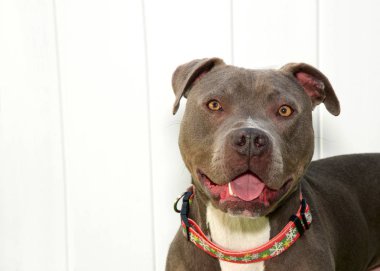 Beyaz ahşap bir çite tasma takmış bir pitbull portresi..