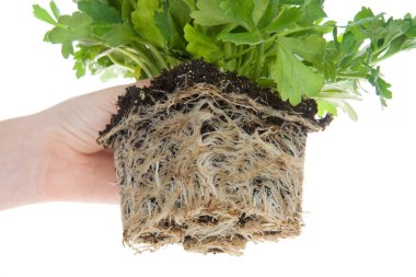 Ranunculus çiçeği, kök salmış. Konteynırlarda yetişen bitkiler olgunlaştıkça, gelişmekte olan köklerinde zamanla yer kalmayacak. Bu gerçekleştiğinde, bitki köke bağlı hale gelir.