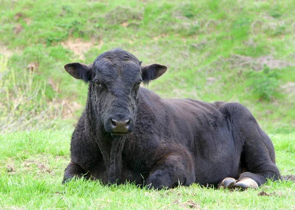 Zwarte Koe Die Groen Gras Ligt Direct Naar Kijker Kijkt — Stockfoto