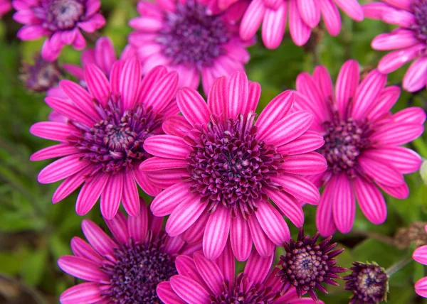 Purple Pink Bright Magenta Daisy Flowers Green Leaves — Stock Photo, Image
