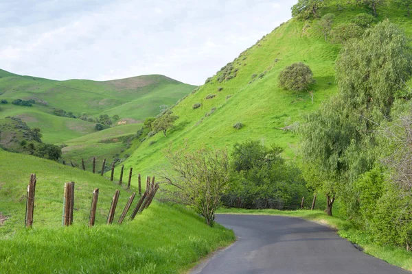Сельская Узкая Дорога Холмах Северной Калифорнии Ярко Зеленые Деревья Трава — стоковое фото