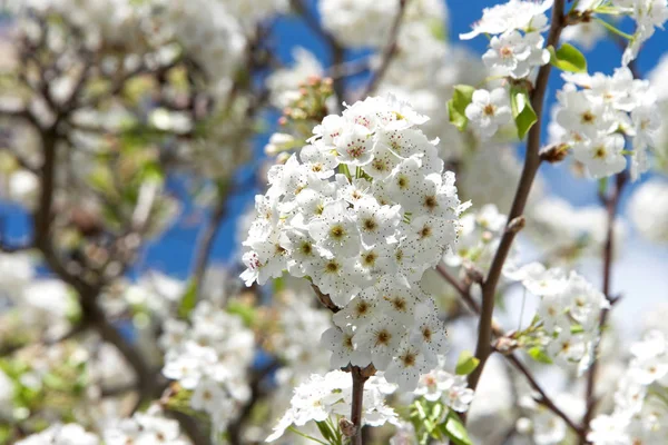 白い桜の花のクラスタです 観賞用に栽培された品種の多くは実をつけません — ストック写真