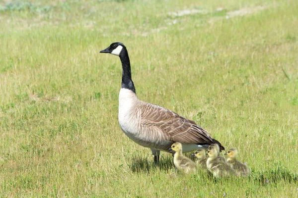 Kanadai Anya Liba Goslings Összebújva Füves Mezőn Szemmel Tartva Veszélyt — Stock Fotó