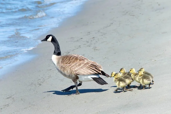 Anya Kanada Goose Vezet Goslings Felé Víz Strandon Távol Veszélytől — Stock Fotó