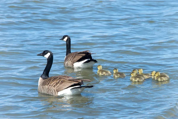 Mère Père Bernaches Canada Conduisent Les Yougoslaves Dans Eau Loin — Photo