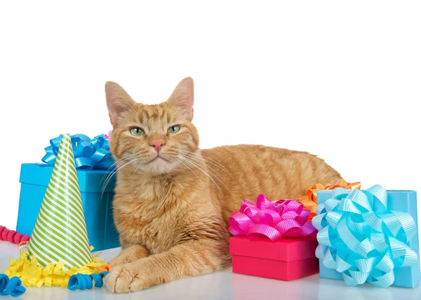 Parlak renkli doğum günü hediyeleriyle çevrili yansıtıcı bir masaya uzanmış turuncu bir kediye ve beyaz bir arka planda izleyiciye doğrudan bakan bir parti şapkasına yakın durun..