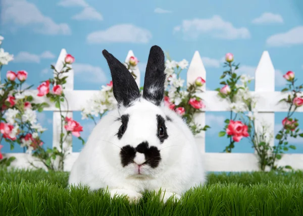 Witte Zwarte Dwerg Gemengd Konijn Liggend Groen Gras Gericht Kijker — Stockfoto