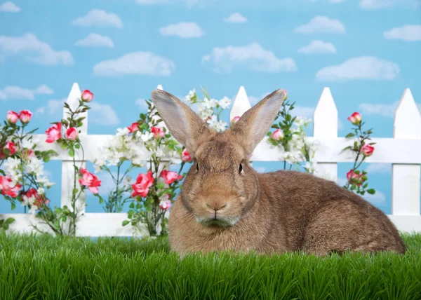 brown rabbit sitting in green grass, sideways facing viewers left but looking at viewer. White picket fence with small pink roses. Blue background sky with clouds. Copy space.
