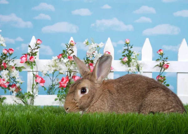 Brown Rabbit Sitting Green Grass Sideways Facing Viewers Left White — Stockfoto