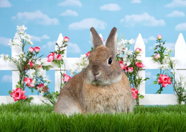 Коричневый Карликовый Кролик Сидит Зеленой Траве Лицом Зрителю Белый Забор — стоковое фото
