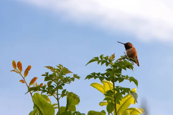 Ein Kolibri Sitzt Einer Baumkrone Hellblau Bewölkt Himmel Hintergrund — Stockfoto