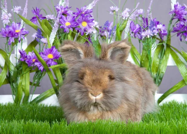 Small Brown Angora Bunny Laying Green Grass Front White Picket — Stockfoto