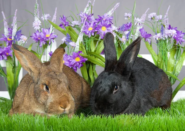 Pair Bunnies One Brown One Black Laying Green Grass Front — Stockfoto